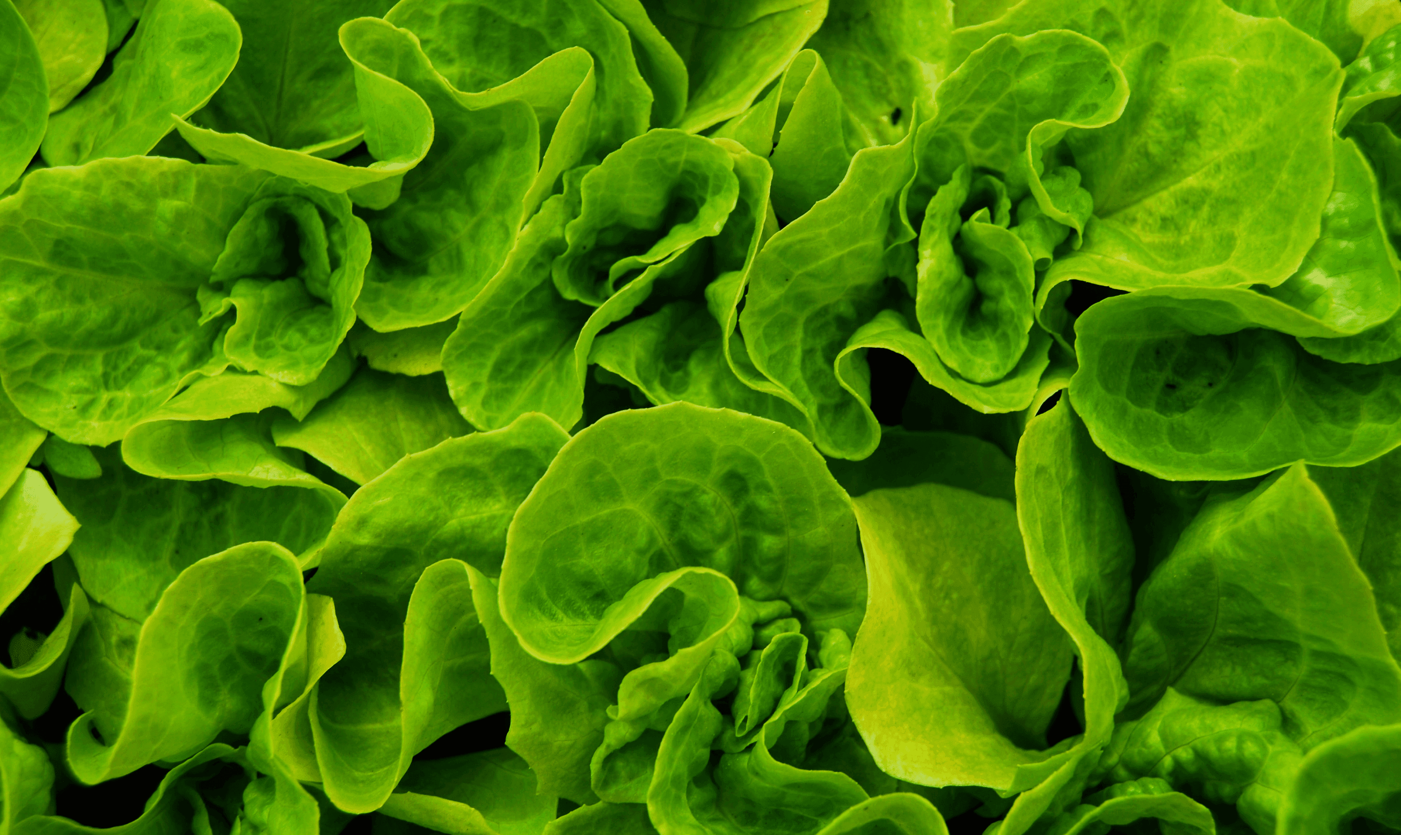 20240709_enviroflight_overview_lettuce_green-min.png