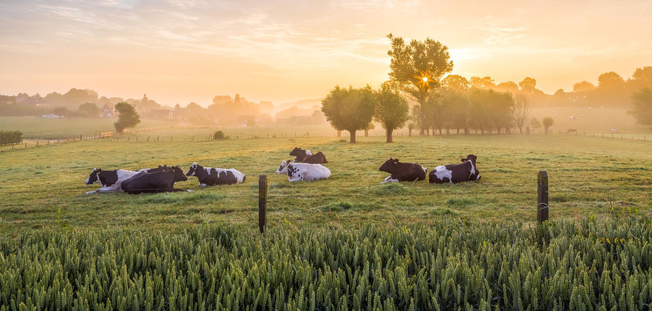 Cows on a farm