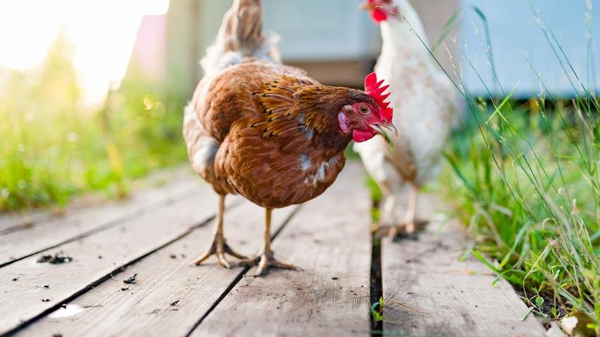 Chickens on wooden walkway.jpeg