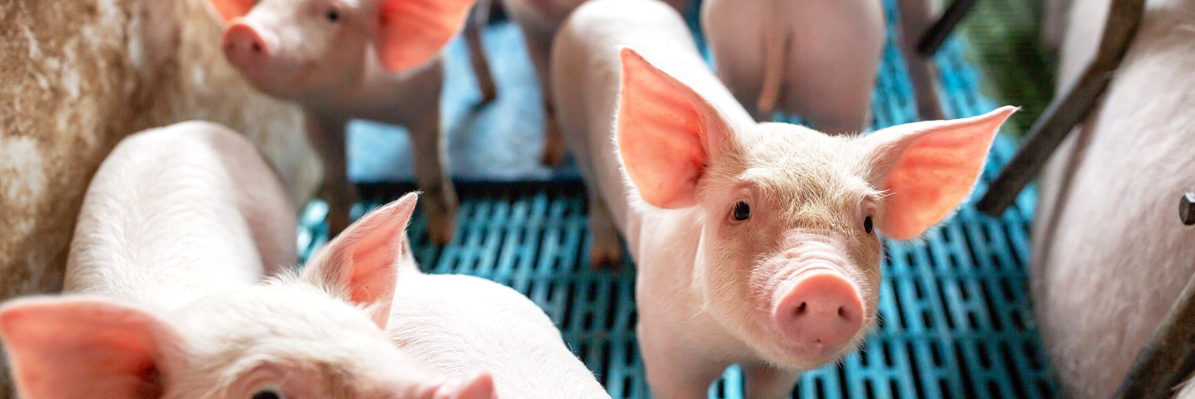 Piglets domestic barn