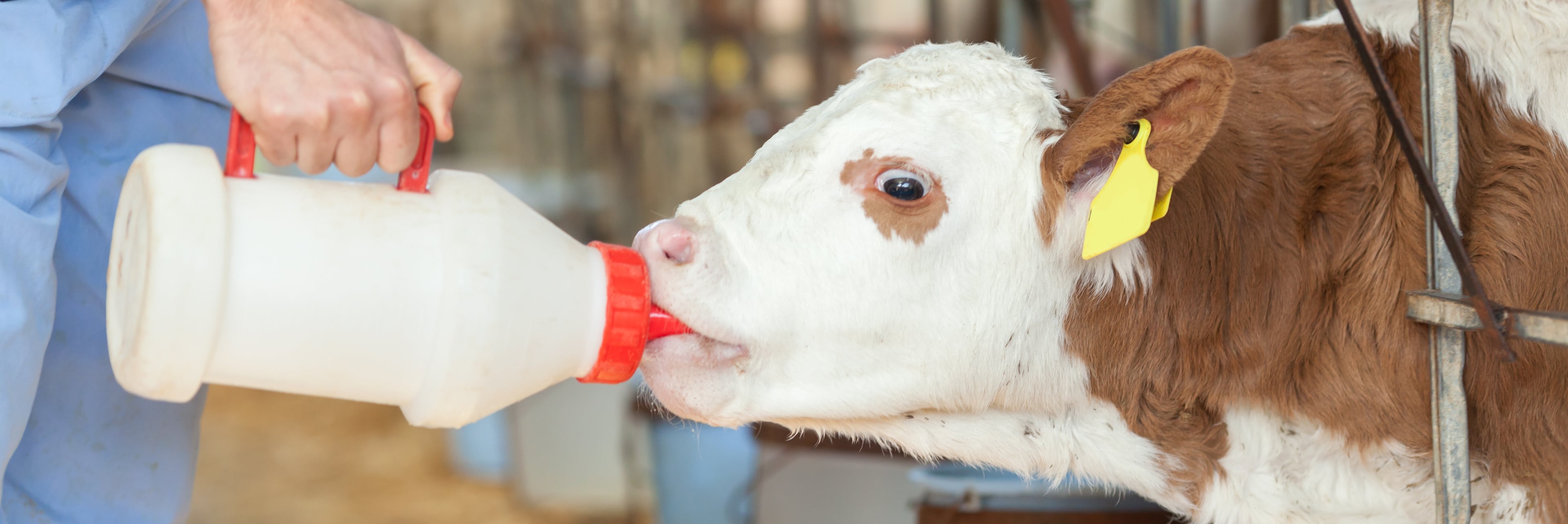 Calf_feeding_iStock-535518711.jpg