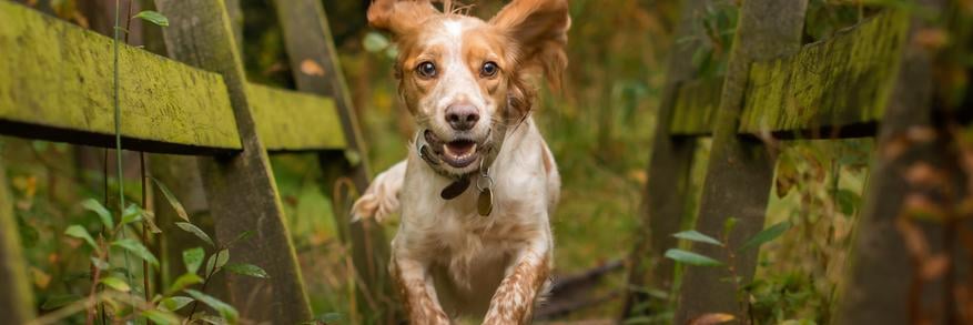 Cocker Spaniel Running on Bridge.jpeg