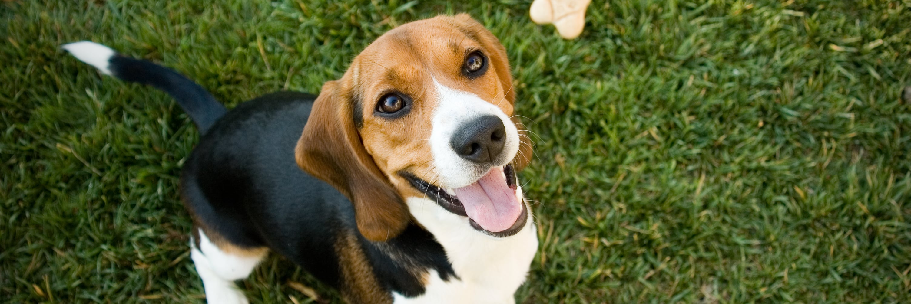 Beagle waiting for treat