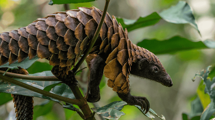 20240709_enviroflight_markets_pangolin-min.png