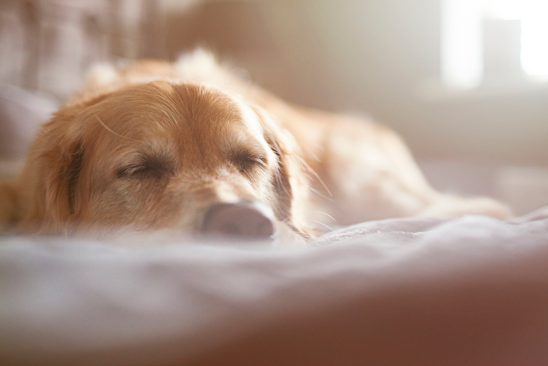 Golden Retriever sleeping