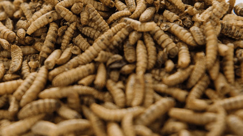 20240709_enviroflight_products_envirobug_mealworm-min.png